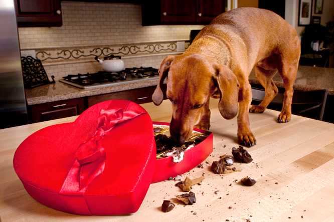 Sløset pastel Hvile Vet du hvorfor hunder ikke tåler sjokolade?